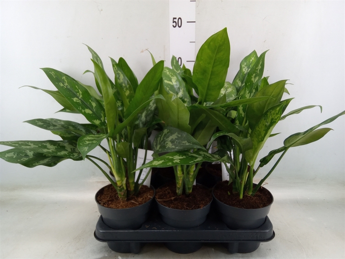 <h4>Aglaonema  'Maria'</h4>