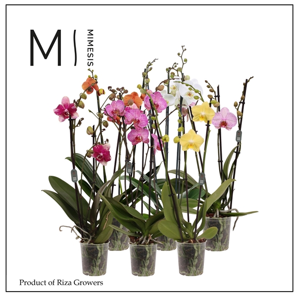 <h4>Mimesis Phal. Mix - 3 spike 12cm</h4>