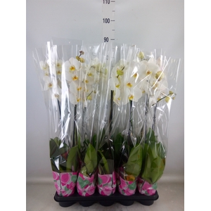 Phalaenopsis   ...white