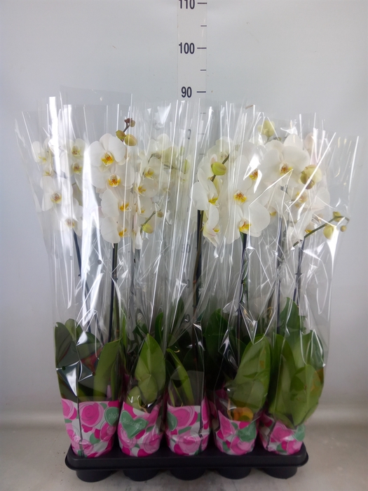 <h4>Phalaenopsis   ...white</h4>