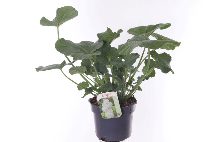 <h4>Alcea rosea Chart. Double White</h4>