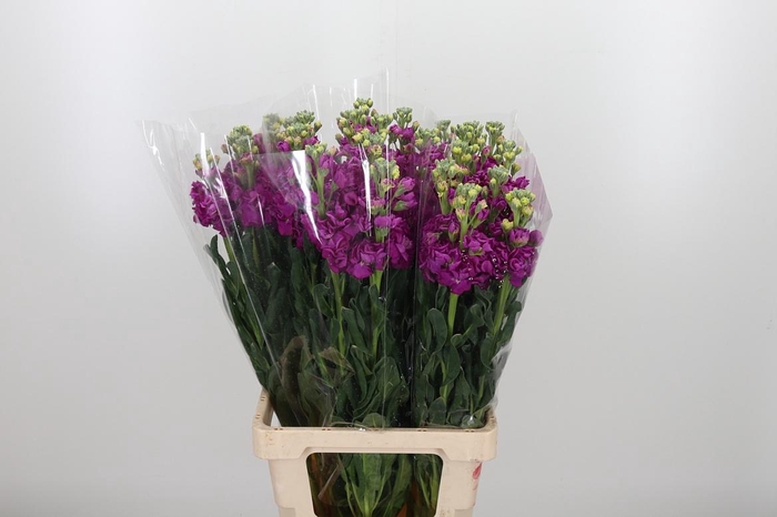 <h4>Matth Iron Rose</h4>