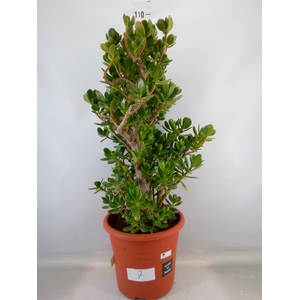 Crassula ovata