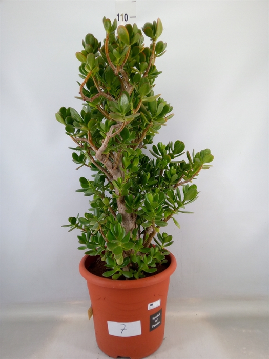 <h4>Crassula ovata</h4>