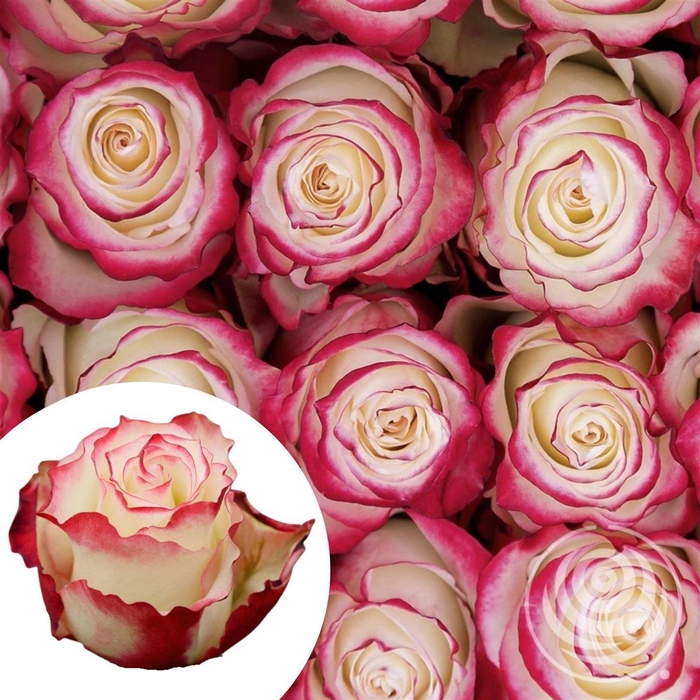 <h4>R Eq Sweetness</h4>