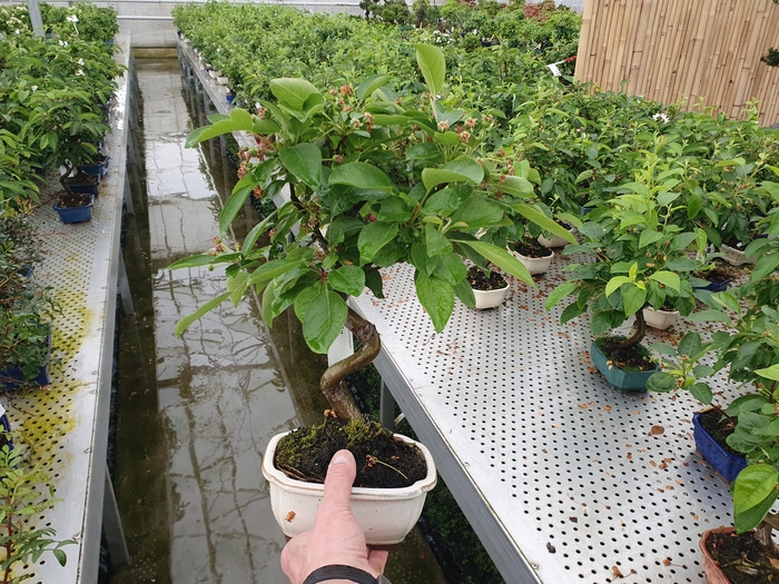 <h4>Malus domestica</h4>