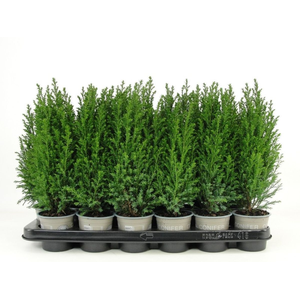 Chamaecyparis lawsoniana 'Ellwoodii' P9