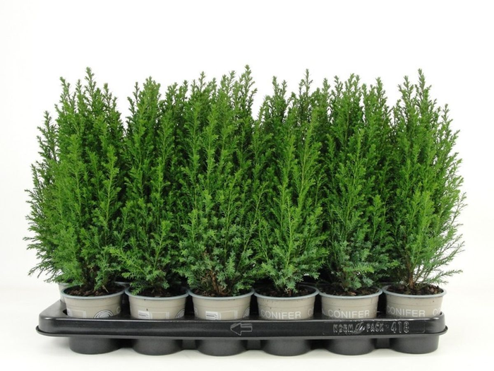 <h4>Chamaecyparis lawsoniana 'Ellwoodii' P9</h4>