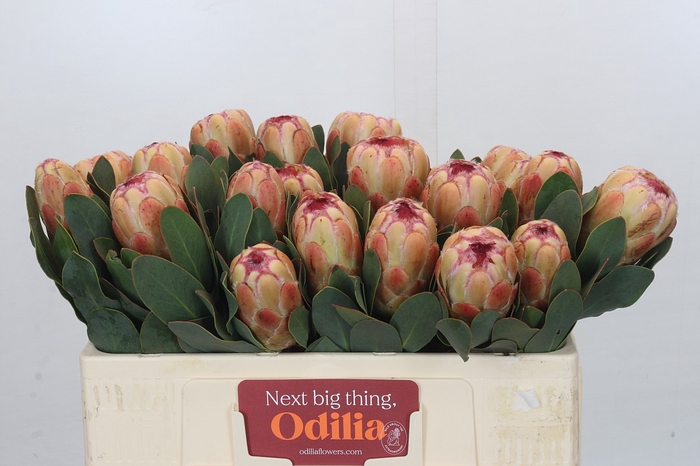 <h4>Protea Grandicolor</h4>