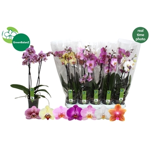 PHAL GEM 7 KL