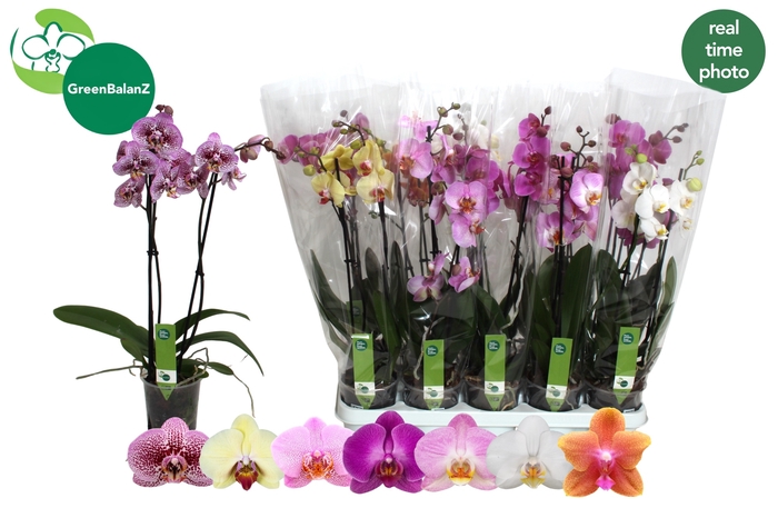 <h4>PHAL GEM 7 KL</h4>