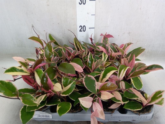 <h4>Hoya australis</h4>