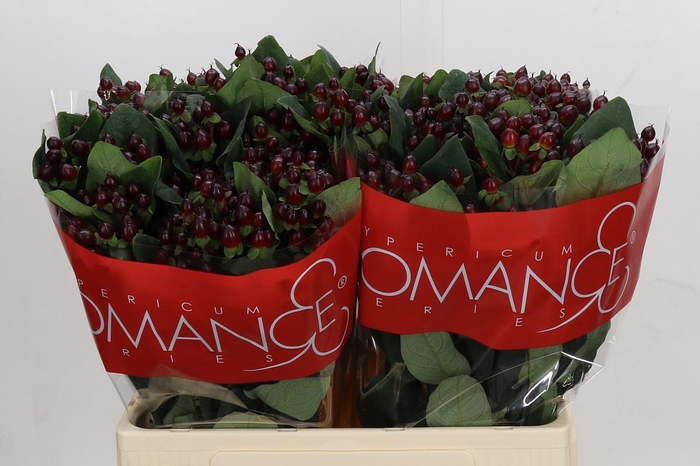 Hypericum Rocky Romance