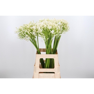 Agapanthus Umbellatus Album