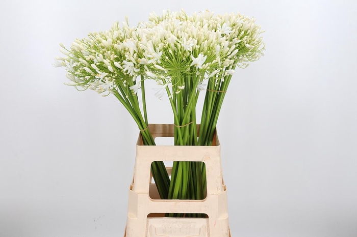 <h4>Agapanthus Umbellatus Album</h4>