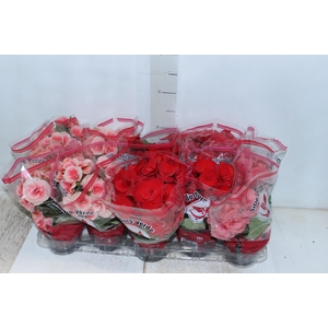 BEGONIA P11