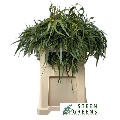 <h4>EUC EXOTICA BS</h4>