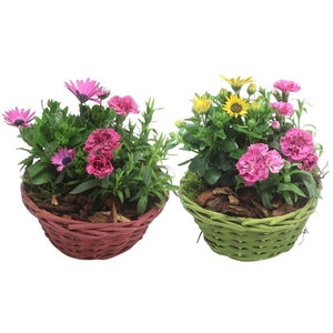 3814 GEVL MANDJE DIANT