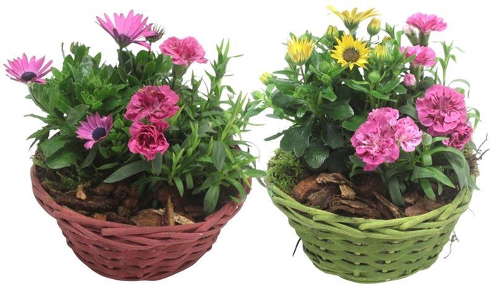 <h4>3814 GEVL MANDJE DIANT</h4>