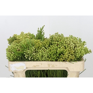 Kaaps Groen Lanuginosa