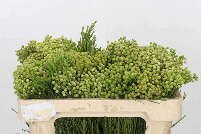 <h4>Kaaps Groen Lanuginosa</h4>