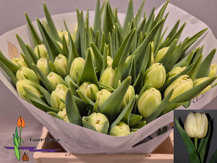 <h4>TU DU VERONA</h4>