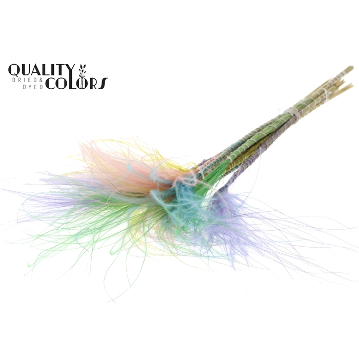 <h4>Stypha Penata 10 tufts per bunch Colourful Pastel Prism</h4>