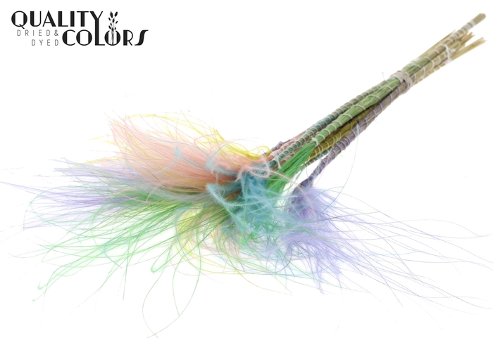 Stypha Penata 10 tufts per bunch Colourful Pastel Prism
