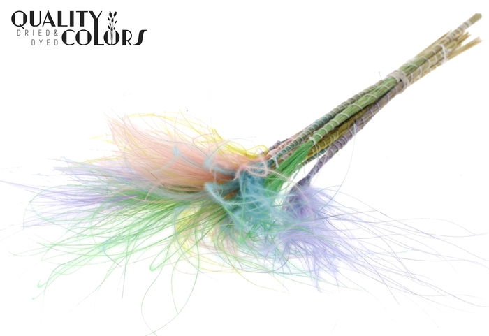 Stypha Penata 10 tufts per bunch Colourful Pastel Prism