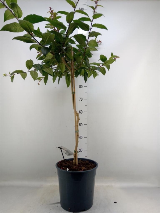 <h4>Cestrum   ...stam</h4>