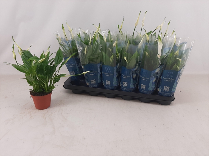 <h4>SPATH CHOPIN</h4>