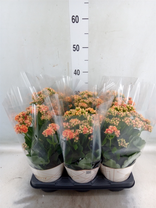 <h4>Kalanchoe  'Volcanic Orange'</h4>
