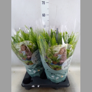 Nephrolepis exal. 'Green Lady'