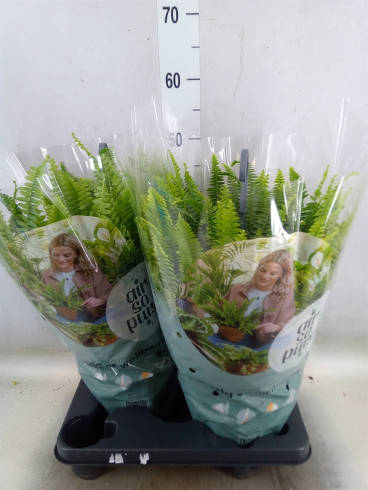 <h4>Nephrolepis exal. 'Green Lady'</h4>