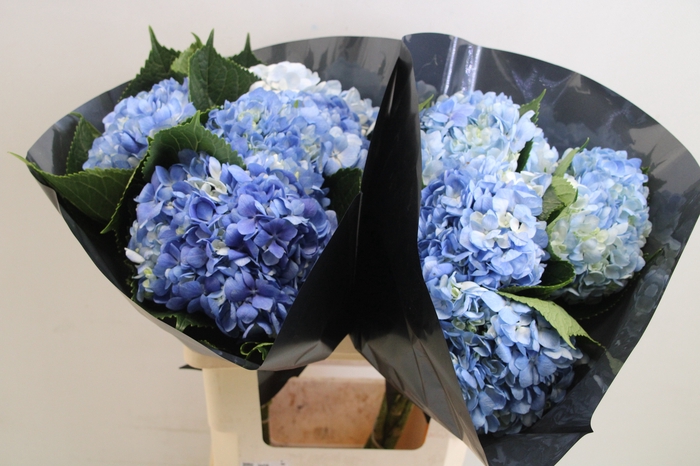 Hydrangea blue