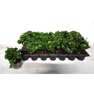 COFFEA ARABICA