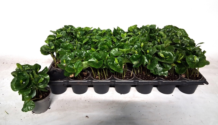 <h4>COFFEA ARABICA</h4>
