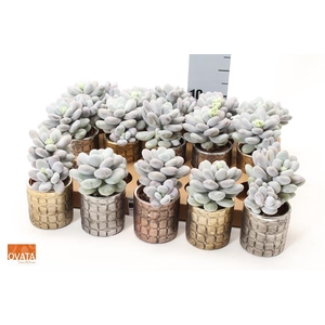 Pachyphytum Oviferum 7Ø 10cm