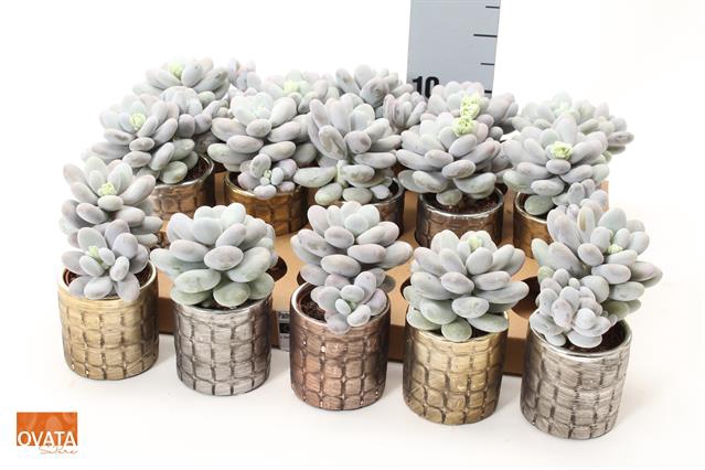 Pachyphytum Oviferum 7Ø 10cm