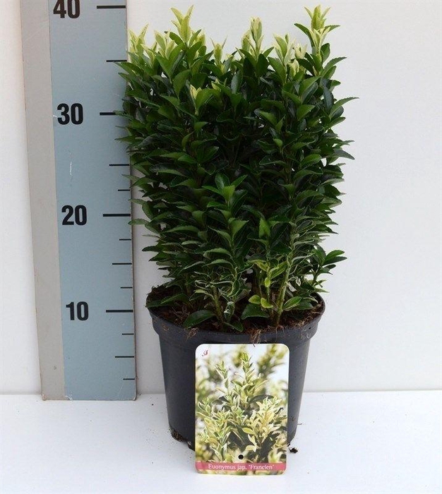 Euonymus japonicus overig