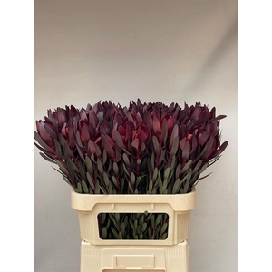Leucad Saf Sunset 80 Cm