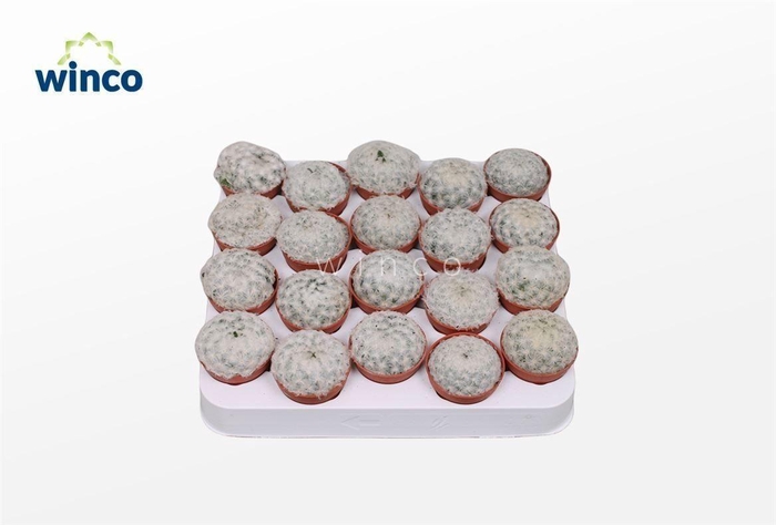 <h4>Mammillaria Plumosa</h4>