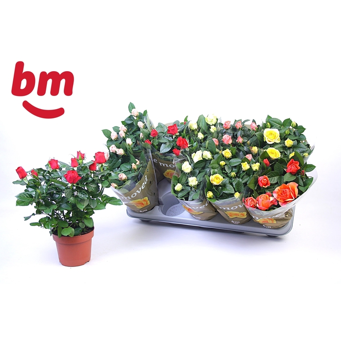 <h4>RO B MONDE GEM</h4>