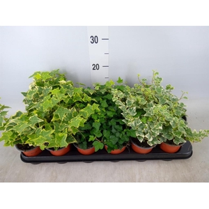 Hedera helix   ...mix 3