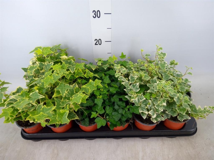 <h4>Hedera helix   ...mix 3</h4>