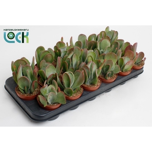 Kalanchoe Red Lips