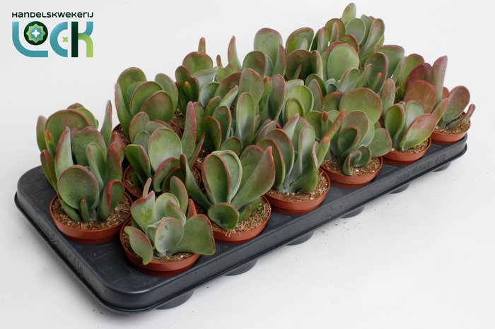 <h4>Kalanchoe Red Lips</h4>