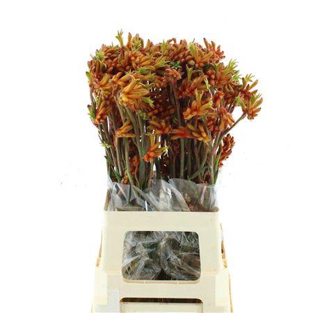 <h4>Anigoz Bush Tango</h4>