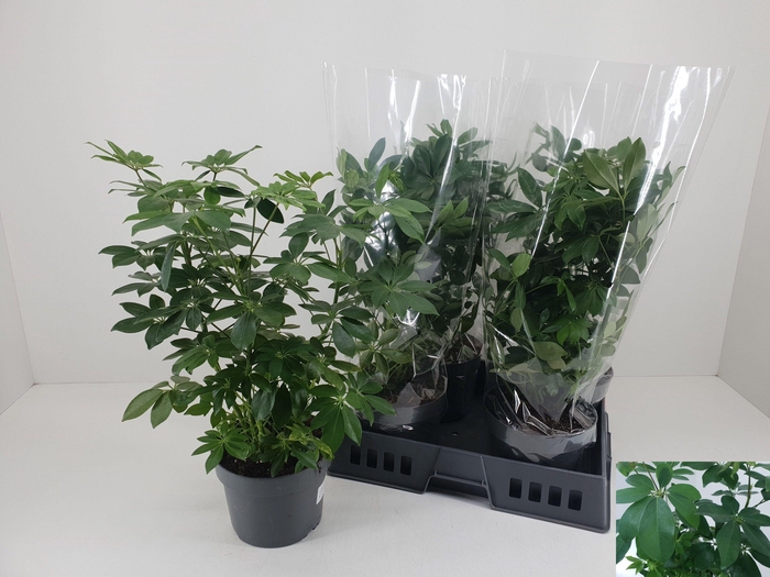 <h4>SCHEF AR OV</h4>