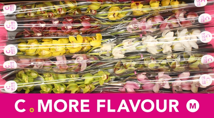 <h4>Cymbidium Mix</h4>